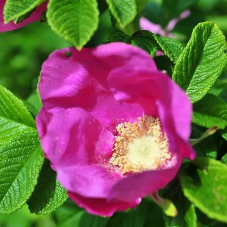 Vis A Vis Von & Mehr *